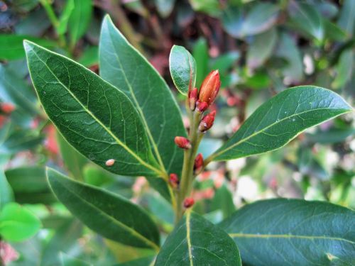 Buds On Bay Leaf Sprig