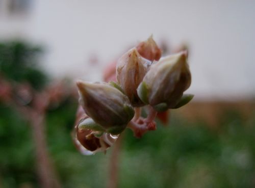 Buds With Raindrops