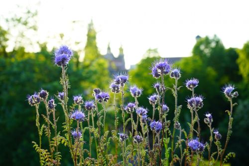 bueschelschoen tufted flower phacelia