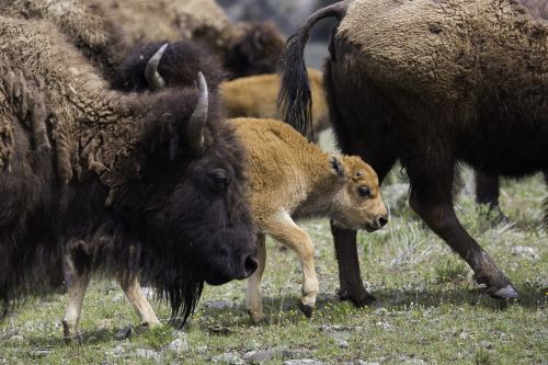 buffalo bison american