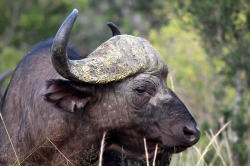 buffalo animal kenya