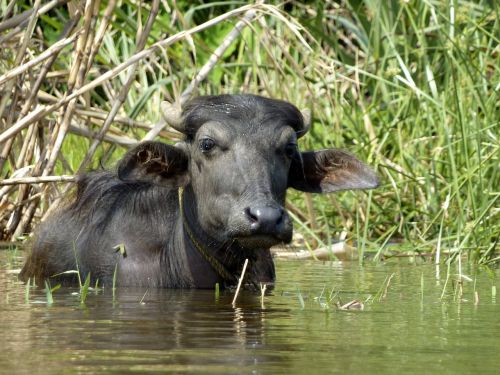 buffalo animal animals