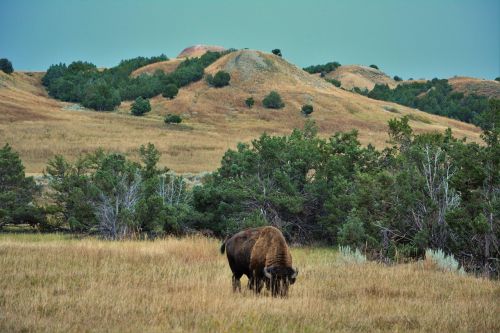 buffalo bison badlands