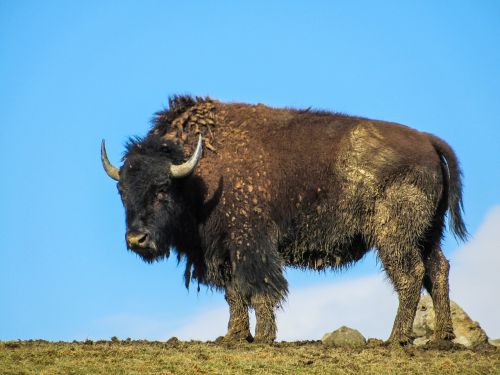 buffalo animal wild