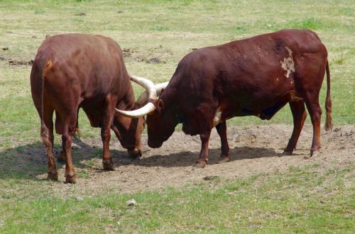 buffalo the longest horns watusi