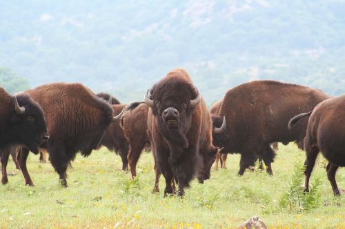buffalo oklahoma bison