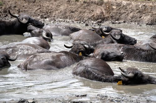 buffalo animal mud