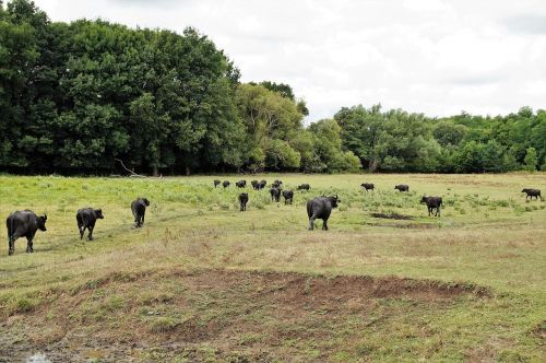 buffalo herd puszta