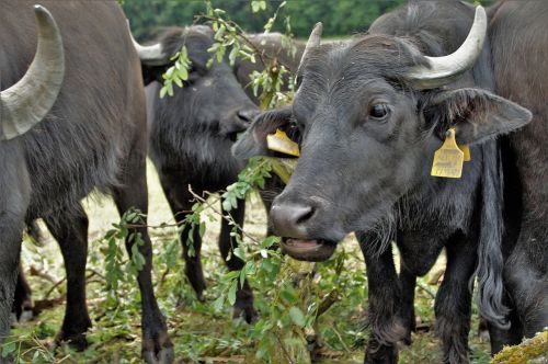 buffalo cow black