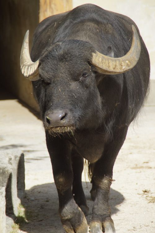 buffalo water buffalo horns