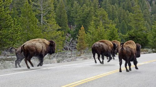 buffalo bison yellowstone