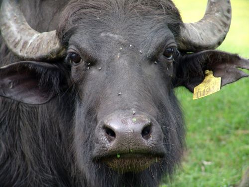 buffalo water buffalo wild animals