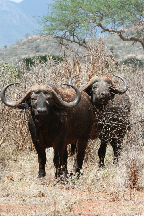 buffalo horns safari park