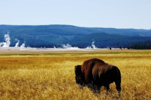 buffalo yellowstone free