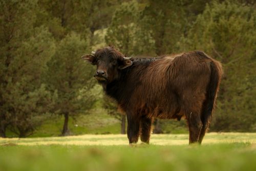 buffalo animal nature