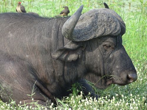 buffalo horns south africa