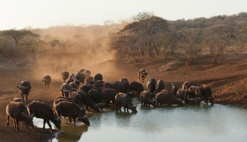 buffalo south africa savannah