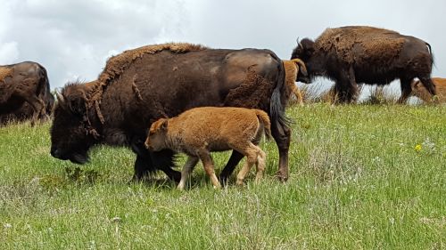buffalo baby animal grazing