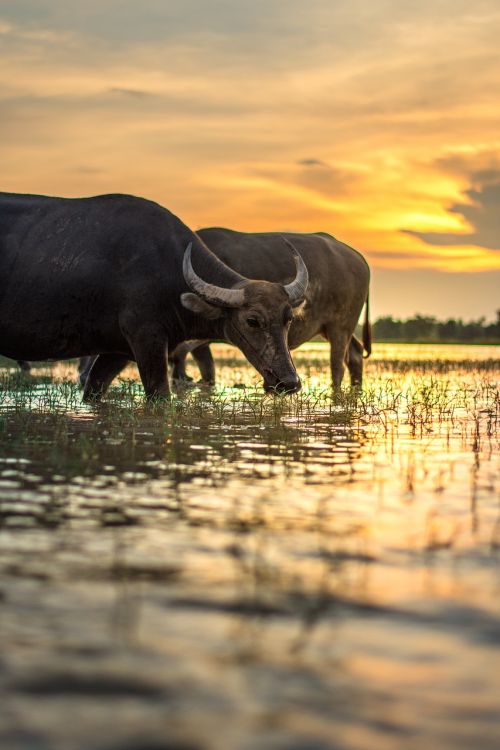 buffalo outside of the house thailand