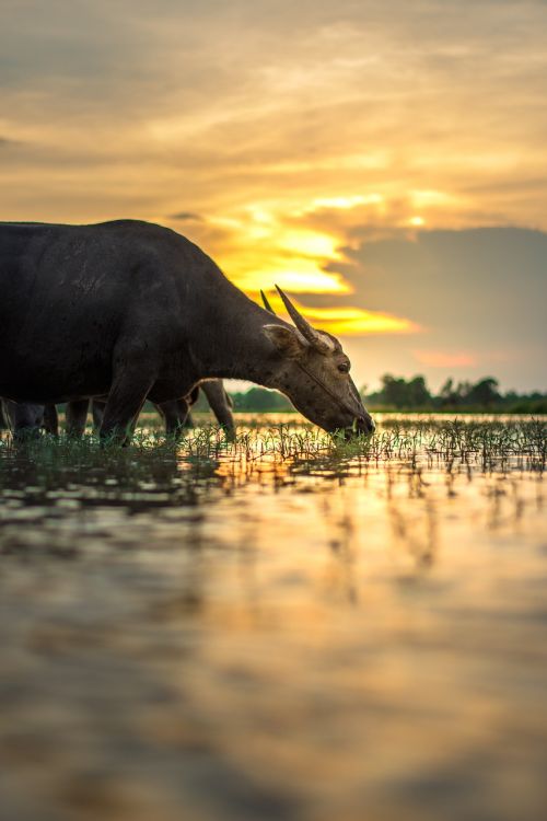 buffalo outside of the house thailand