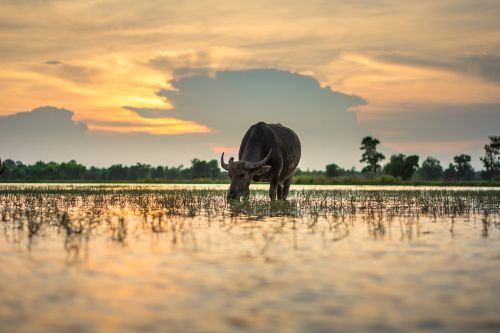 buffalo outside of the house thailand