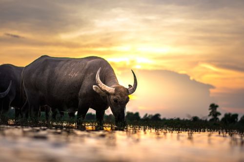 buffalo outside of the house thailand