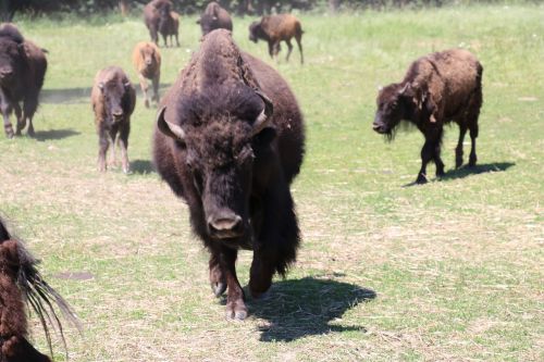 buffalo bison animal