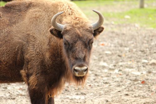buffalo skull horn