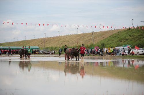 buffalo festival animal