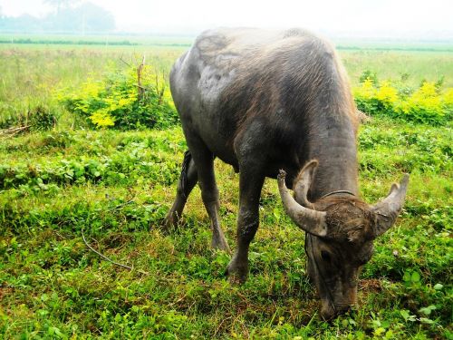 buffalo eating grass