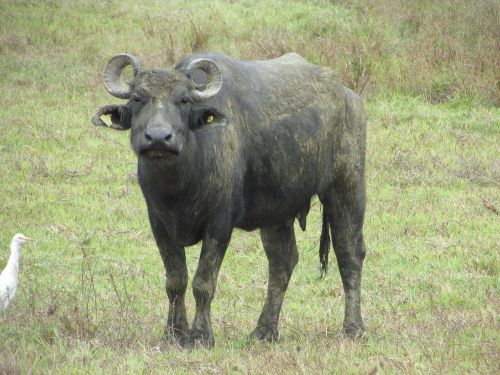 buffalo animal horns