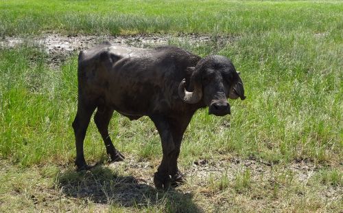 buffalo bull stud