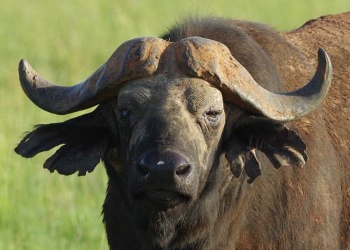 buffalo close head
