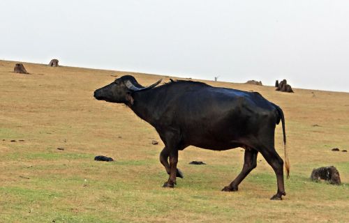buffalo bovine milch animal