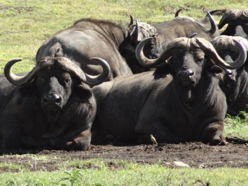 buffalo look mud