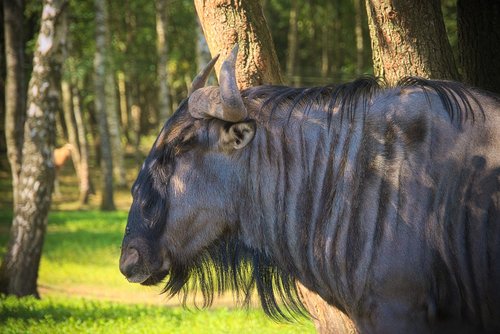 buffalo  animal  africa