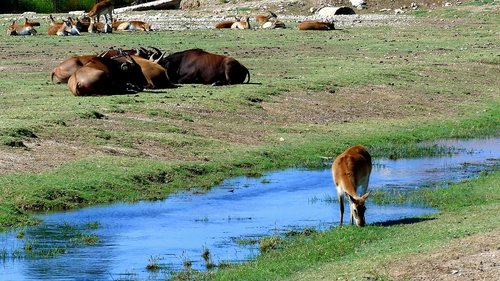 buffalo  antelopes  animals