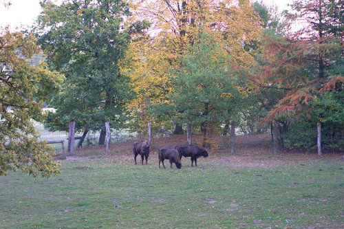 buffalo  forest  meadow