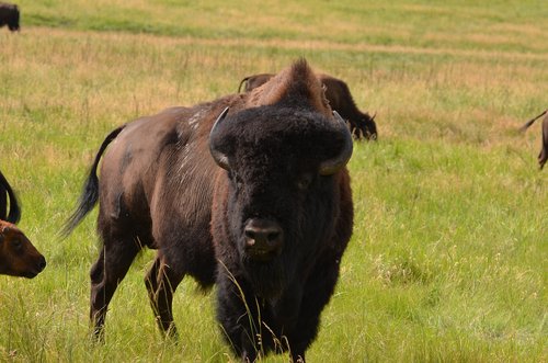buffalo  male  bull