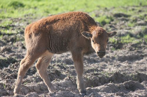 buffalo young buffalo baby buffalo