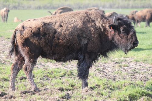 buffalo adult buffalo shaggy