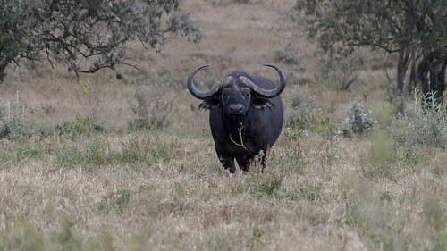 buffalo  nature  wildlife