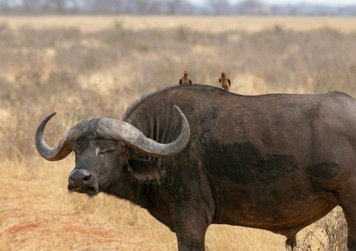 buffalo  africa  kenya