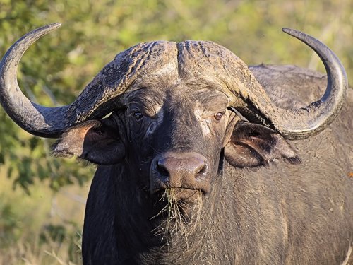 buffalo  head  horns