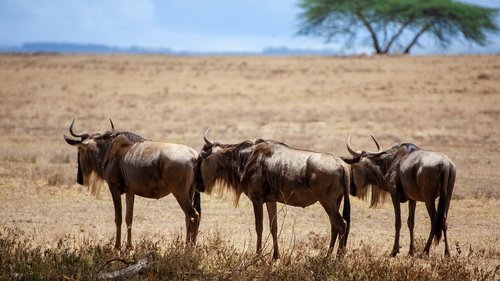 buffalo  savannah  africa