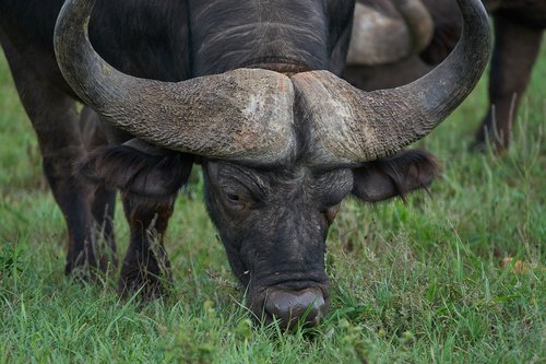 buffalo  portrait  safari