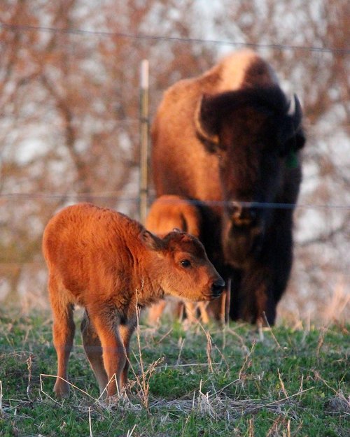 buffalo  bison  animal