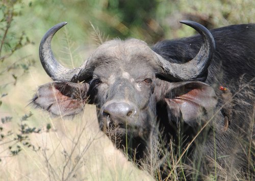 buffalo  big5  safari