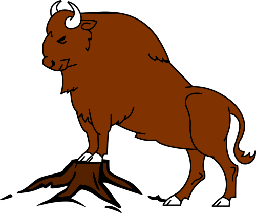 buffalo bison bull