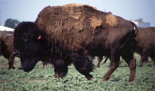 buffalo bison american